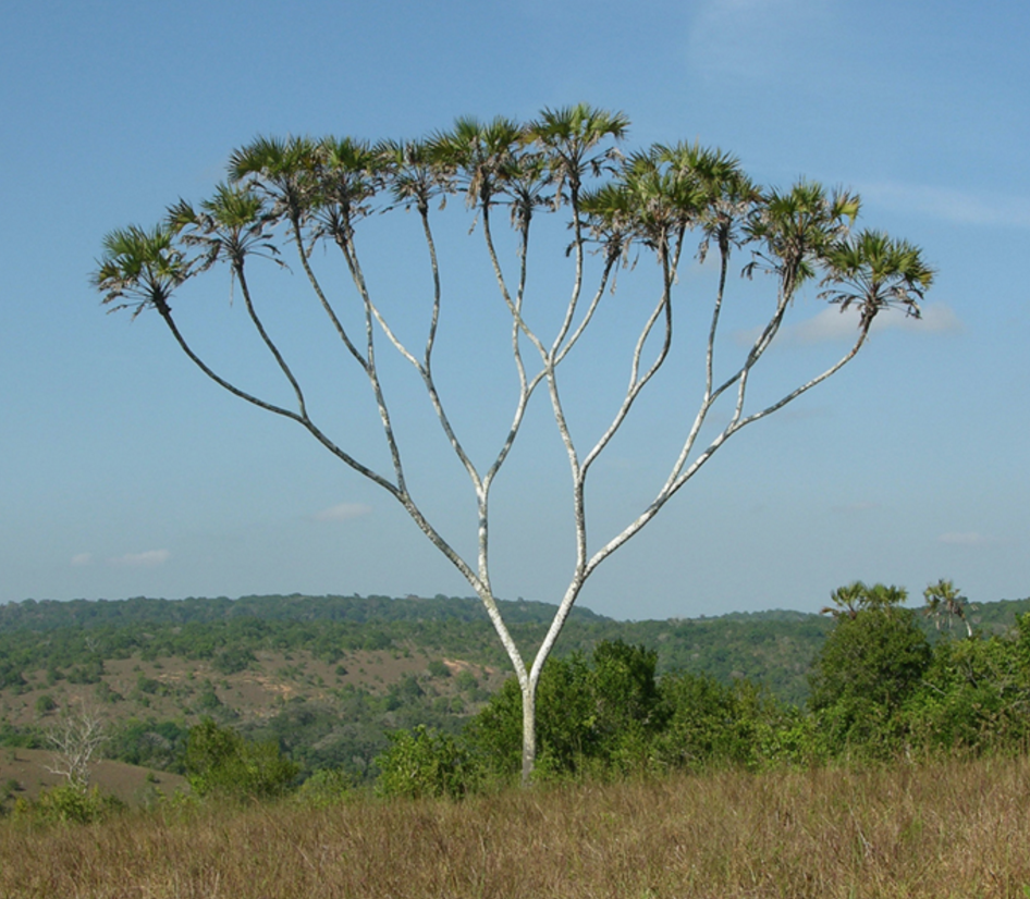 binary tree